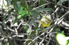 Basileuterus culicivorus