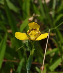 Trimezia martinicensis