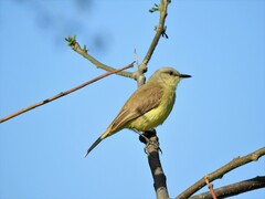 Machetornis rixosa