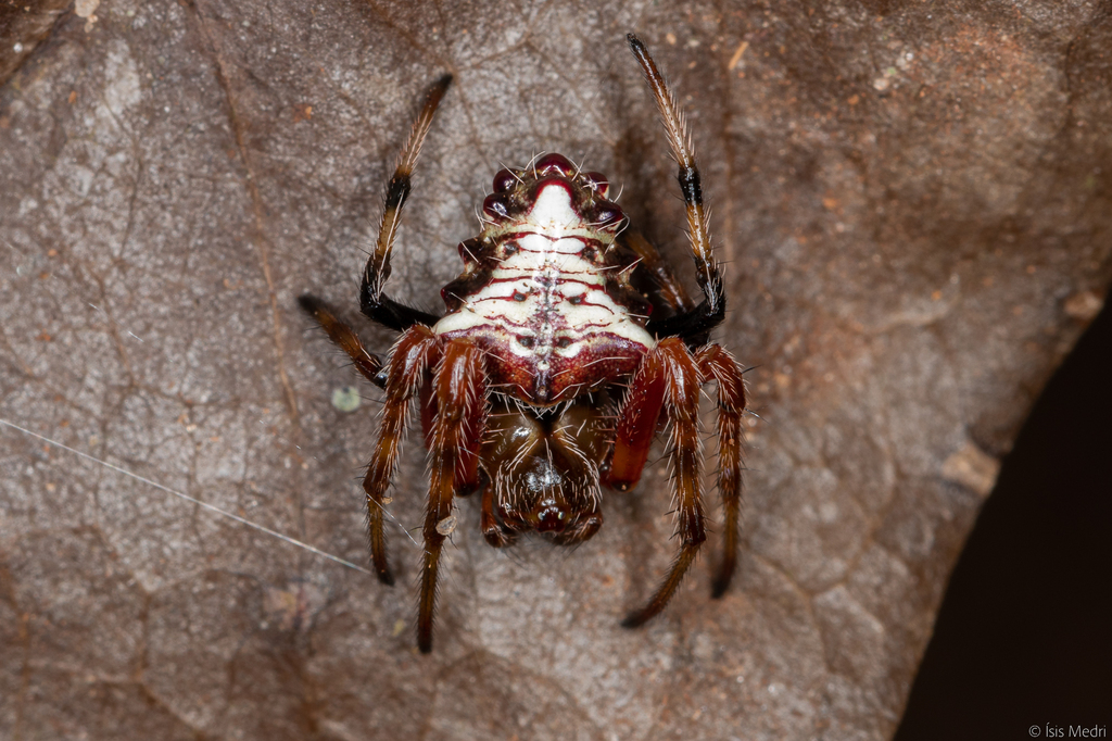 Verrucosa meridionalis
