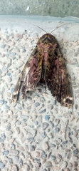 Noctuoidea