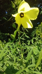 Abelmoschus moschatus