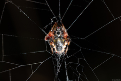 Verrucosa meridionalis