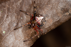 Verrucosa meridionalis