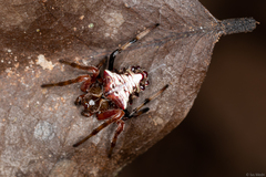 Verrucosa meridionalis