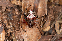 Verrucosa meridionalis