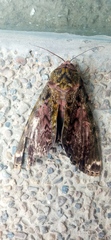 Noctuoidea