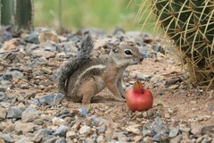 Ammospermophilus harrisii