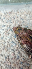 Noctuoidea