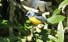 Rauenia bonariensis