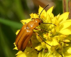 Nemognatha piazata