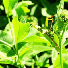 Mantis religiosa