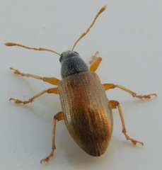 Phyllobius oblongus
