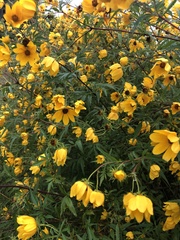 Bidens trichosperma