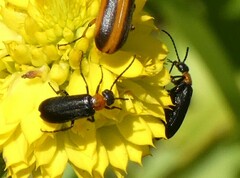 Nemognatha nemorensis