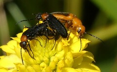 Nemognatha nemorensis