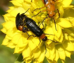 Nemognatha nemorensis