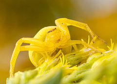 Misumena vatia