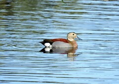 Callonetta leucophrys