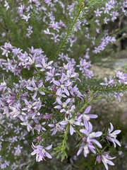 Philotheca salsolifolia