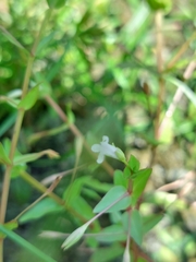 Lindernia dubia anagallidea