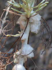Rhopalomyia floccosa