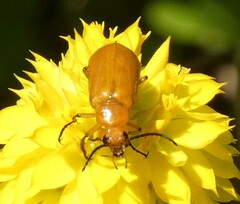 Nemognatha piazata