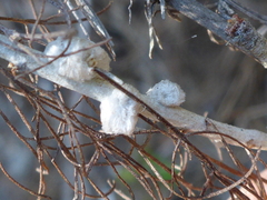 Rhopalomyia floccosa