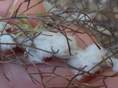 Rhopalomyia floccosa