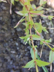 Lindernia dubia anagallidea