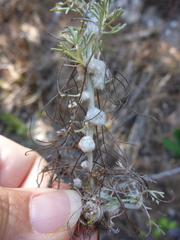Rhopalomyia floccosa