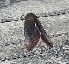 Galgula partita