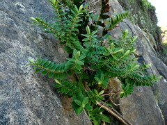 Veronica elliptica