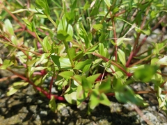 Lindernia dubia anagallidea
