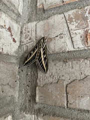 Hyles lineata