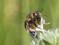 Anthidiellum perplexum