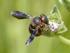 Anthidiellum perplexum