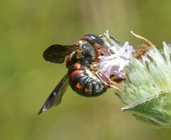 Anthidiellum perplexum