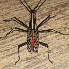 Macrochenus isabellinus