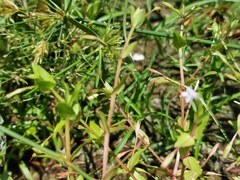 Lindernia dubia anagallidea