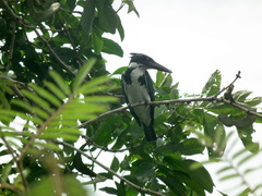 Chloroceryle amazona