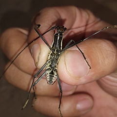 Macrochenus isabellinus