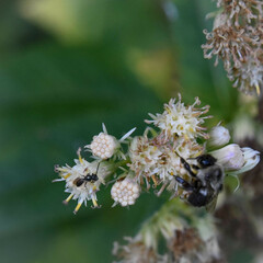 Eupatorium perfoliatum