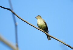 Elaenia sordida