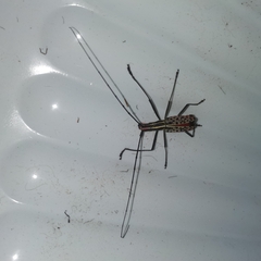 Macrochenus isabellinus