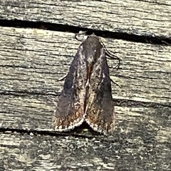 Galgula partita