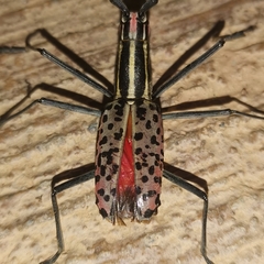 Macrochenus isabellinus