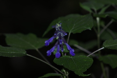 Salvia concolor