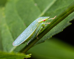 Gyponana octolineata