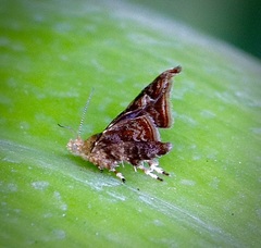 Choreutis emplecta